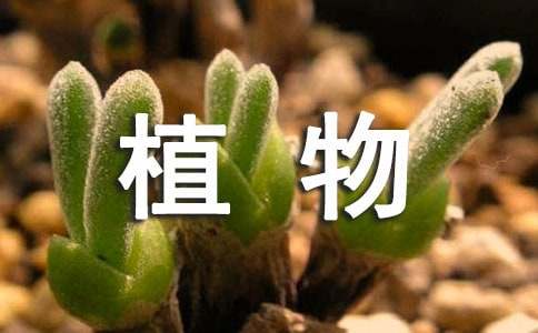 二年级植物妈妈有办法教学反思（通用19篇）